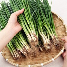 조선명찬 프리미엄 강원도 산지직송 국내산 흙쪽파, 1개, 3kg