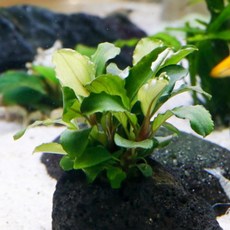 미미네아쿠아 아누비아스 콩나나 1촉, 1개