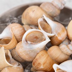 [산지직송] 국내산 동해안 포항 생 생물 활 백고동 백골뱅이, 1세트, 1kg(소)