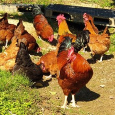 토종닭 백숙용 암닭 1.5kg내외 토종암닭 한약재무료제공, 1개