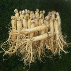 참인삼 수삼 원수삼 믹서 (21-26뿌리) 750g 한채, 1세트