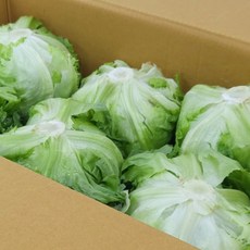 베지토피아 산지직송 양상추 벌크 업소용 12통 8kg 1박스, 1개