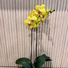 호접난 호접란 서양난 쌍대 진핑크 만천홍 대성식물, 02. 식물만_노랑 쌍대, 1개