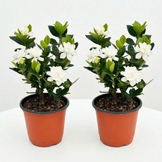 어제봤던식물 1+1 치자 꽃치자나무 특가할인, 1세트, 꽃치자 1+1