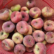 납작복숭아(거반도) 묘목 1주, 1박스