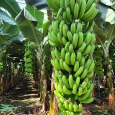 친환경 마음밭 국내산 이유식 무농약 쫀득 달달 초록 후숙 바나나 1.5kg 2.5kg 10kg, 초록바나나 1.5kg, 1개