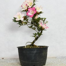 [신한철쭉농원] 벽공 모양목 왜철쭉 사스키 철쭉 분재, 1개, 없음