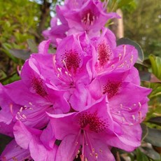 윌슨 만병초 (9cm) 자주빛 꽃나무 영하26도 강한 내한성 봄철 정원수 분재 추천