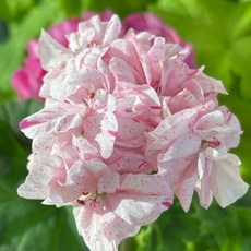 핑크뉴포트 제라늄 꽃지게농장 꽃대 키우기 화분, 1개, 핑크