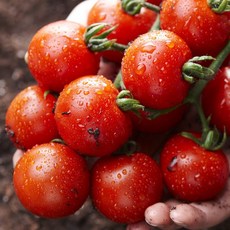 친환경 유기농 방울토마토 1kg 3kg 5kg, 1박스, 유기농 방울토마토 2kg