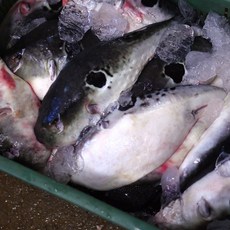 응답하라삼천포수산 참복 500g 3-6미내외 복어자격증소유, 1개