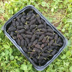 보성농수산 오디 2kg (1kgx2팩) 달고 맛있어요 생과 오디 급냉, 1kg, 2개