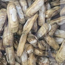 남해안 보성 벌교 별량 가리맛조개 산지직송 국내산 조개 1kg 기준 30-35미, 1개, 500g