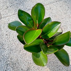 미니정글 공기정화에 좋은 홍페페! 페페! 관엽식물!, 1개