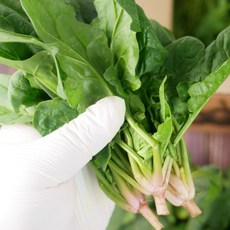 < 바른농산 > 국내산 당일수확 시금치, 1개, 1kg