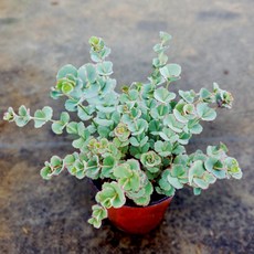 [풀멍상점] 꿩의비름 불로초 세덤 / 노지.월동 야생/ 선별발송 분채배송/ 방수라벨 이름표포함-농장직