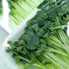 야채이야기 국내산 무순 2팩, 1개, 50g