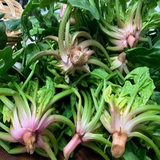 [당일발송 특가] 스마일 섬초 남해 보물초 시금치, 1개, 1kg