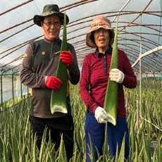 무농약 생알로에 베라 3kg 5kg 알로에아낙네 베라 생 잎, 1개