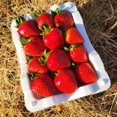 삼례딸기 생딸기 노지딸기 하우스딸기 설향딸기 장희딸기 금실딸기 왕딸기 딸기, 1박스, 새벽삼례딸기 대(1KG)