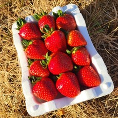 삼례딸기 생딸기 노지딸기 하우스딸기 설향딸기 장희딸기 금실딸기 왕딸기 딸기, 1박스, 새벽삼례딸기 중소(500G)