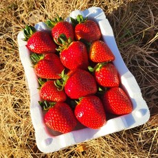 삼례딸기 생딸기 노지딸기 하우스딸기 설향딸기 장희딸기 금실딸기 왕딸기 딸기, 1박스, 새벽삼례딸기 중소(2KG)