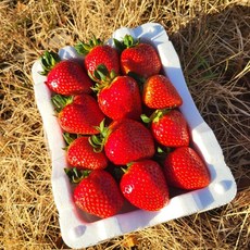 생딸기 하우스딸기 설향딸기 장희딸기 금실딸기 딸기 500g 1KG 2KG, 딸기 소 500G(1팩), 1개