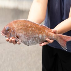 [시원농수산] 매일 작업되는 싱싱한 손질 참돔 / 생물 상태-주문 즉시손질-손질상품, 1개, 손질참돔1kg(손질후700g내외)