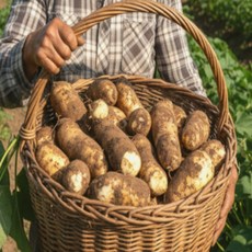 25년산 최상품 건강한 야콘5kg 10kg 산지직송, 1박스, 건강한 야콘 10kg