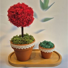 공기정화식물 스칸디아모스 원형 화분 토피어리 개업 집들이 각종 선물 추천 받는 분이 만족도 좋음, 사용안함, 1개, 레드