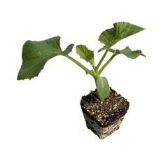백다다기 오이모종 조선오이 모종, 4개