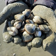 바지락부부 고창 갯벌 동죽 물총조개 해감O 당일배송, 1개, 동죽 2kg