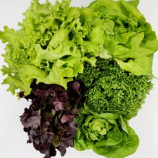 유러피안 샐러드 채소 유럽 상추 1kg, 1개