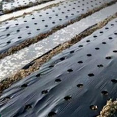 마이팜 농사용 멀칭비닐 95cmX10m 유공비닐 1+1, 2개