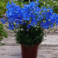 미니델피늄 5색 씨앗 선택구매, 마린블루 20립, 1개