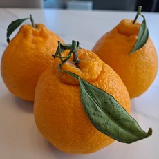 효돈 하효농장 한라봉 가정용 산지직송 주스용 할라봉, 1박스, 5kg