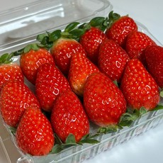 [프리미엄당도] 부드럽고 달콤한 금실딸기 싱싱 과육 가득, 1개, 청해농가 금실딸기 500g(30~40구)