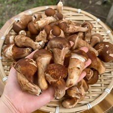 26년 국내산 참송이버섯 실속, 1개, 참송이(미니) 1kg