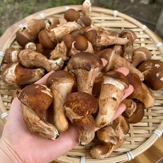 26년 국내산 참송이버섯 가정용, 1개, 참송이(가정용) 500g