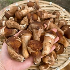 26년 국내산 참송이버섯 실속, 1개, 참송이(미니) 2kg