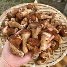 26년 국내산 참송이버섯 실속, 1개, 참송이(미니) 500g