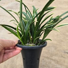 [클릭플라워] 미니대국 천금 청금 난초 동양란 동양난다발 난화분 진급난 난배달, 1개