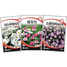 주주씨앗 데이지 씨앗 3종세트 샤스타데이지 스완강데이지 데이지 꽃씨 종자 봄꽃씨 여름 가을 파종 텃밭 화단 정원, 1개