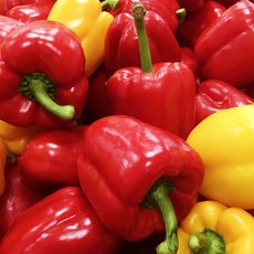 < 바른농산 > 국내산 못난이 파프리카 (빨강/노랑/혼합/)(1kg 2kg 3kg 5kg), 1개, 5kg(노랑)