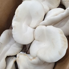 화랑농원 설원버섯 1kg 황제버섯 못난이 B급 파지 혼합사이즈 산지직송, 1박스, 1kg내외