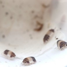 쿠바리스 판다킹 5마리 10마리 등각류 키우기 입문 공벌레 콩벌레 비바리움 분해생물, 1세트, 10마리+1마리 안전포장 비용 배송비에 포함