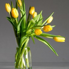 체리플로라 튤립 생화 튤립꽃다발, 랜덤튤립10송이, 1개