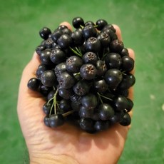 [잼잼농장] 국내산 특품 꼭지제거 햇 아로니아, 1개, 특품 1kg