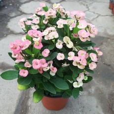 [근이네식물원]웨딩꽃기린/중품, 1개