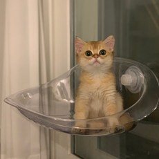 buddyboo 貓咪浮浮樂, 1個, 透明